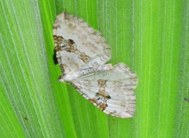 Xanthorhoe montanata ([Denis & Schiffermüller], 1775) – Ahmet Güngör, Rize