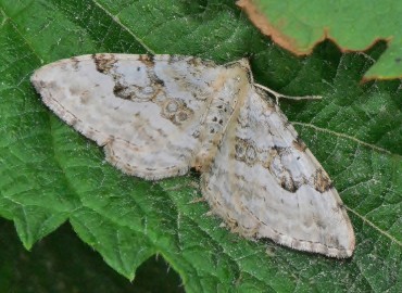 Xanthorhoe montanata ([Denis & Schiffermüller], 1775) – Ahmet Güngör, Rize
