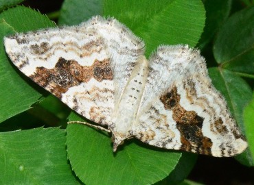 Xanthorhoe montanata ([Denis & Schiffermüller], 1775) – Ahmet Güngör, Ordu