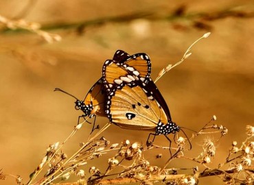 Danaus chrysippus (Sultan) – Berrin Kırcaklı, Aydın