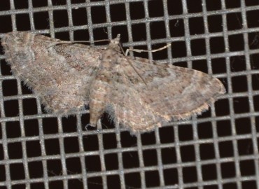 Eupithecia subumbrata ([Denis & Schiffermüller], 1775) – Ahmet Güngör, İzmir