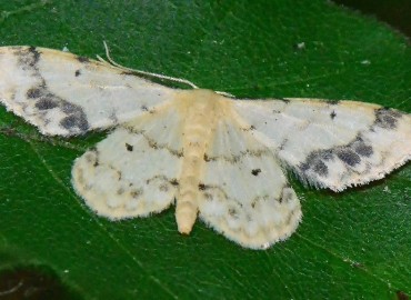 Idaea trigeminata Haworth, [1809] – Ahmet Güngör, Samsun