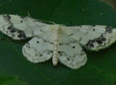 Idaea trigeminata Haworth, [1809] – Ahmet Güngör, Samsun