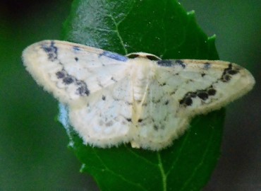 Idaea trigeminata Haworth, [1809] – Ahmet Güngör, Samsun