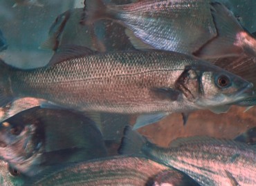Dicentrarchus labrax fotoğrafı 1