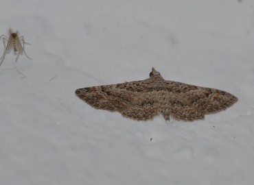 Gymnoscelis rufifasciata Haworth, [1809] – Ahmet Güngör, İzmir