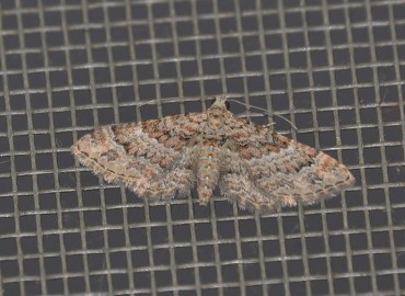 Gymnoscelis rufifasciata Haworth, [1809] – Ahmet Güngör, İzmir