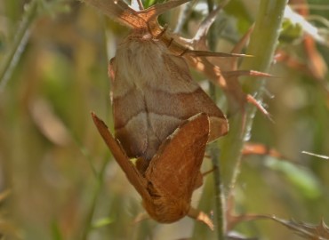 Malacosoma neustria (Linnaeus, 1758) (Yüzük Güvesi) – Ahmet Güngör, İzmir