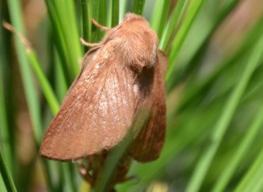 Malacosoma neustria (Linnaeus, 1758) (Yüzük Güvesi) – Ahmet Güngör, İzmir