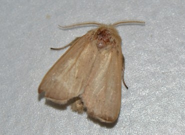Malacosoma neustria (Linnaeus, 1758) (Yüzük Güvesi) – Ahmet Güngör, İzmir