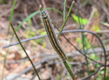 Malacosoma neustria (Linnaeus, 1758) (Yüzük Güvesi) – Ahmet Güngör, İzmir
