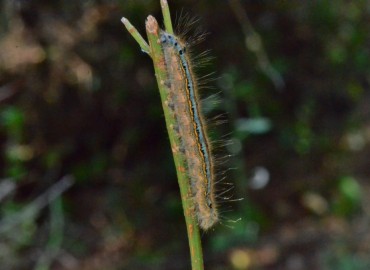 Malacosoma neustria (Linnaeus, 1758) (Yüzük Güvesi) – Ahmet Güngör, İzmir