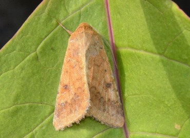 Helicoverpa armigera (Hübner, [1808]) – Ahmet Güngör, Rize