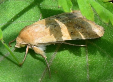 Helicoverpa armigera (Hübner, [1808]) – Ahmet Güngör, Rize
