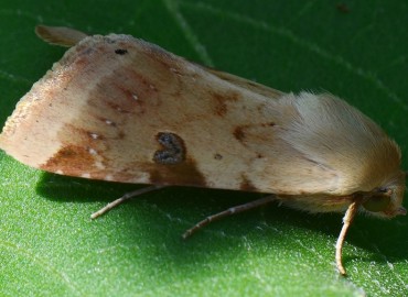 Heliothis peltigera ([Denis & Schiffermüller], 1775) – Ahmet Güngör, Ordu