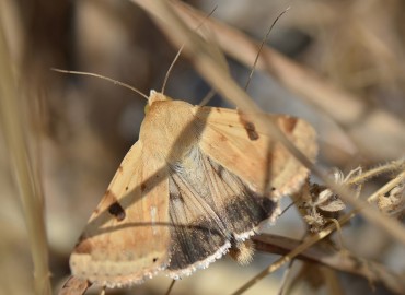 Heliothis peltigera ([Denis & Schiffermüller], 1775) – Ahmet Güngör, Ordu