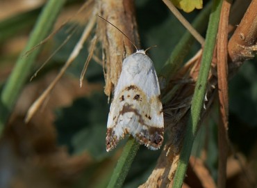 Acontia lucida (Soluk Omuzlu Güve) – Ahmet Güngör, İzmir