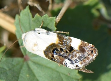 Acontia lucida (Soluk Omuzlu Güve) – Ahmet Güngör, İzmir
