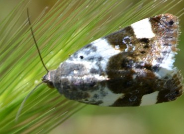 Acontia lucida (Soluk Omuzlu Güve) – Ahmet Güngör, İzmir