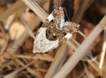 Acontia lucida (Soluk Omuzlu Güve) – Ahmet Güngör, İzmir