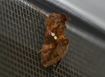 Chrysodeixis chalcites (Esper, [1789]) – Ahmet Güngör, İzmir