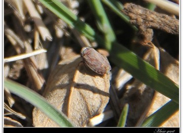 Goniagnathus brevis (Herrich-schaeffer, 1835)