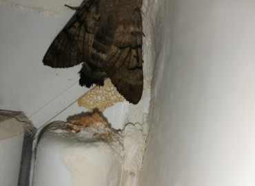 Macroglossum stellatarum (Güvercinkuyruklu Atmaca güvesi) – Tolga Coşkun, Sinop