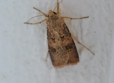 Agrotis segetum (Şalgam Güvesi) – Ahmet Güngör, İzmir