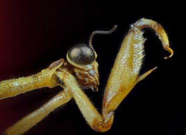 Mantispidae (Leach, 1815) – Mehmet Baykul, İzmir