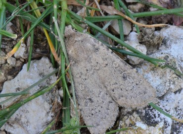 Hoplodrina respersa ([Denis & Schiffermüller], 1775) – Ahmet Güngör, Samsun