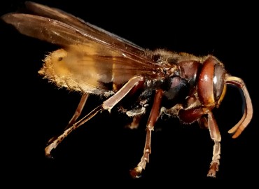 Vespa crabro (Linnaeus, 1758)