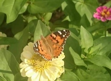 Vanessa cardui (Diken kelebeği) – Asrın Akıncıoğlu, Kırklareli