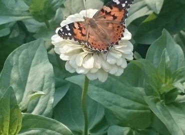 Vanessa cardui (Diken kelebeği) – Asrın Akıncıoğlu, Kırklareli