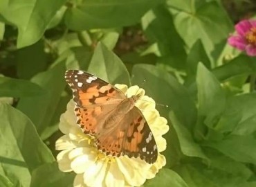 Vanessa cardui (Diken kelebeği) – Asrın Akıncıoğlu, Kırklareli