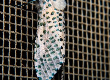 Zeuzera pyrina (Linnaeus, 1761) – Hasan Kaan Yaşar, İzmir