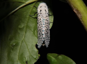 Zeuzera pyrina (Linnaeus, 1761) – Hasan Kaan Yaşar, İzmir