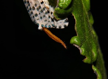 Zeuzera pyrina (Linnaeus, 1761) – Hasan Kaan Yaşar, İzmir