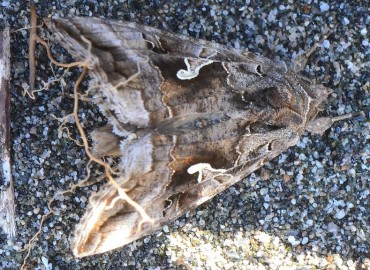 Autographa gamma (Gümüş Y) – Ahmet Güngör, Samsun