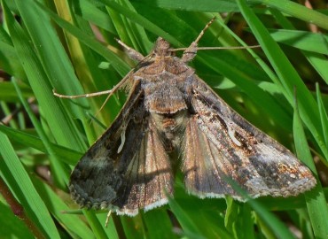 Autographa gamma (Gümüş Y) – Ahmet Güngör, Samsun