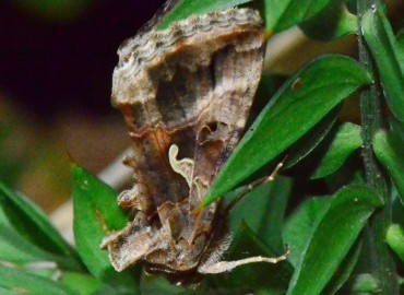 Autographa gamma (Gümüş Y) – Ahmet Güngör, Samsun