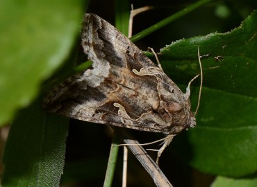 Autographa gamma (Gümüş Y) – Ahmet Güngör, Samsun