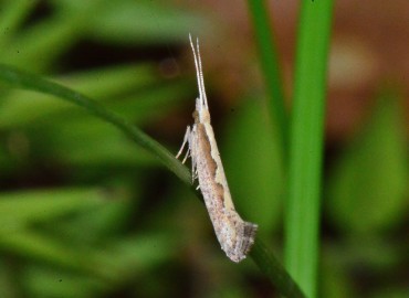 Plutella xylostella (Linnaeus, 1758)