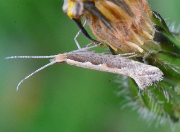 Plutella xylostella (Linnaeus, 1758) – Ahmet Güngör, Samsun