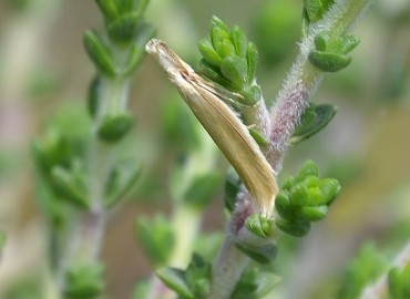 Pleurota pyropella ([Denis & Schiffermüller], 1775) – Ahmet Güngör, İzmir