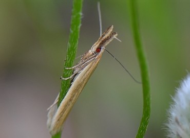 Pleurota pyropella ([Denis & Schiffermüller], 1775) – Ahmet Güngör, İzmir