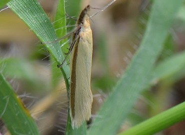 Pleurota pyropella ([Denis & Schiffermüller], 1775) – Ahmet Güngör, İzmir