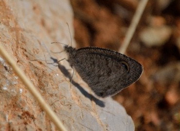 Ypthima asterope (Karagöz) – Ahmet Güngör, Muğla
