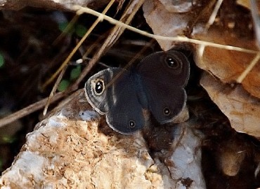 Ypthima asterope (Karagöz) – Ahmet Güngör, Muğla