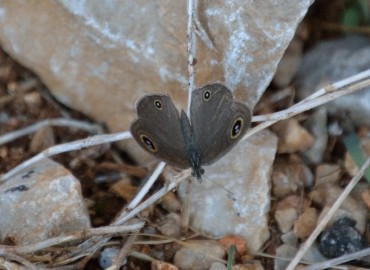 Ypthima asterope (Karagöz) – Ahmet Güngör, Muğla
