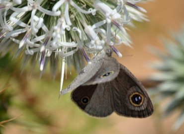 Ypthima asterope (Karagöz) – Ahmet Güngör, Muğla